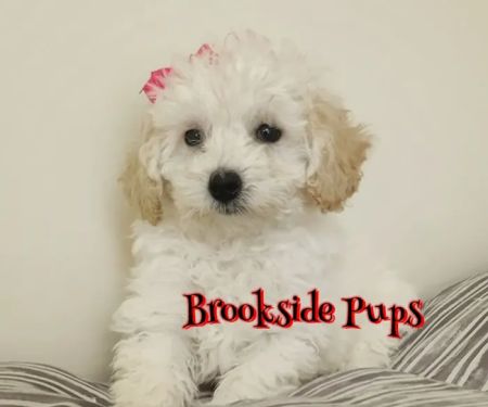 Brookside Pups