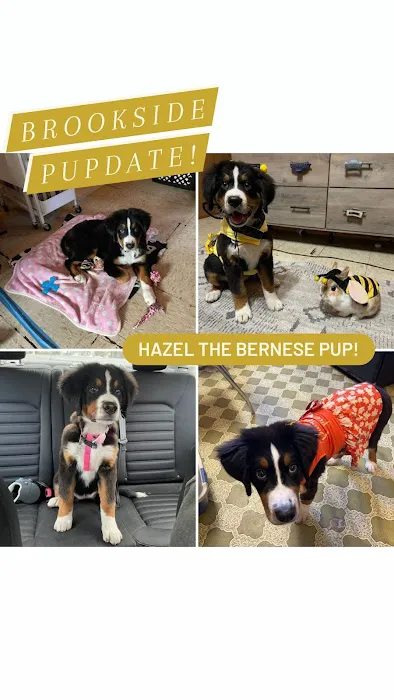 Brookside Pups Picture 8