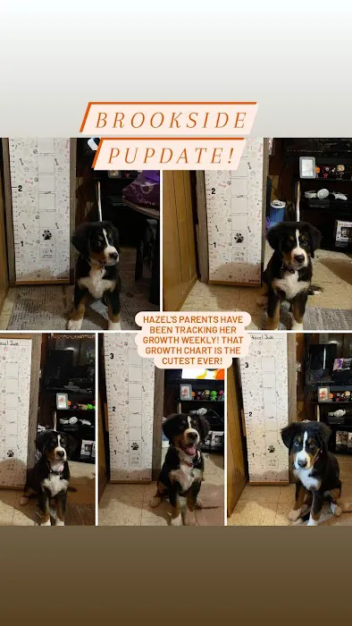 Brookside Pups Picture 5