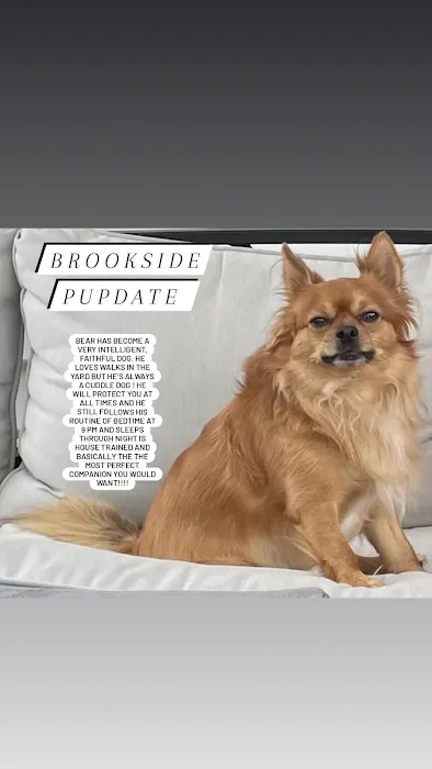 Brookside Pups Picture 6