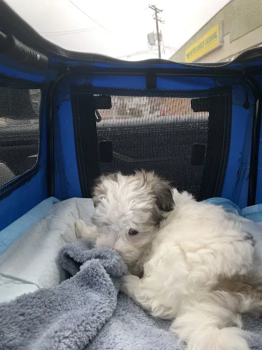 Brookside Pups Picture 7