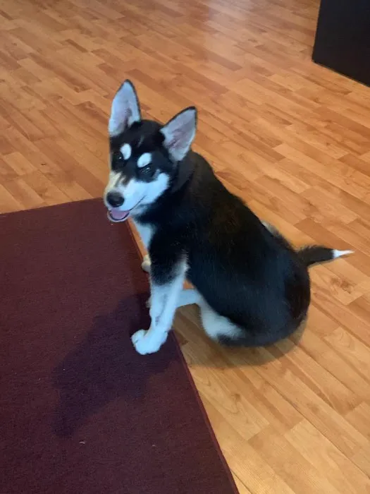 Brookside Pups Picture 10