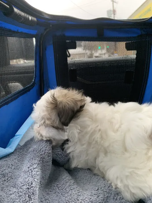 Brookside Pups Picture 9