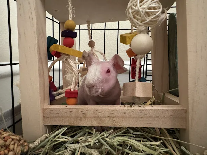Petco Picture 4