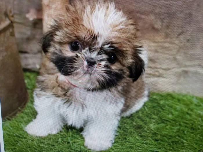 Pet Wonderland Inc Picture 1