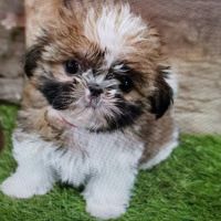 Pet Wonderland Inc ico
