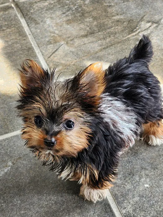 Pet Wonderland Inc Picture 6