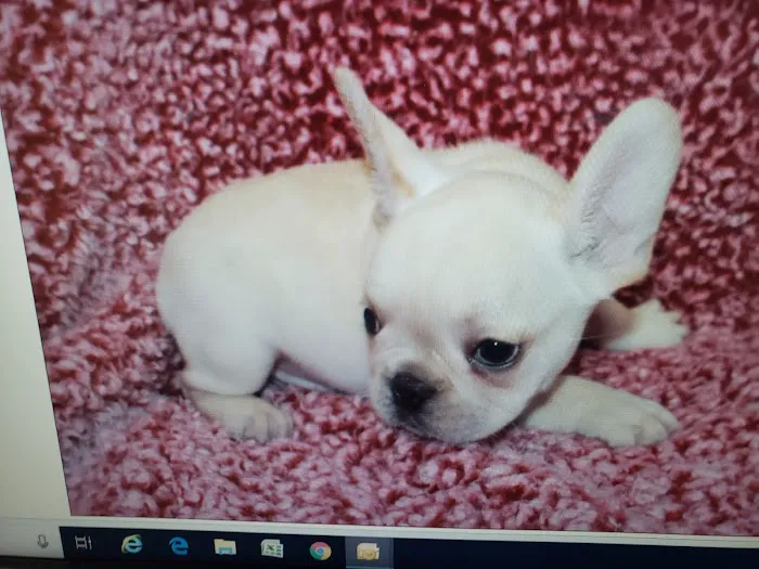 Pet Wonderland Inc Picture 9