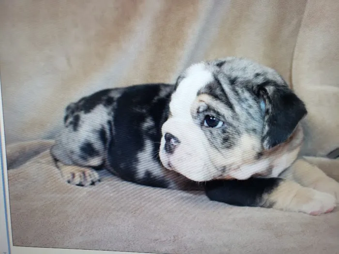 Pet Wonderland Inc Picture 7