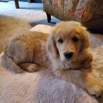 Crestview Animal Clinic: Sachs Harry R DVM