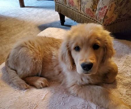 Crestview Animal Clinic: Sachs Harry R DVM