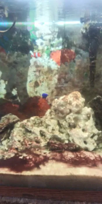 Cage-N-Tank Picture 9