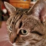 Crestview Animal Clinic: Davidson Craig A DVM