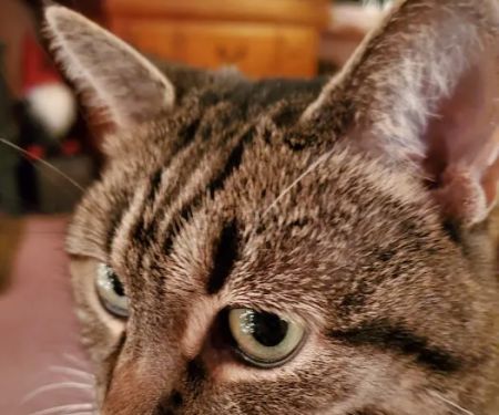 Crestview Animal Clinic: Davidson Craig A DVM