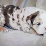 Petables Puppy Boutique