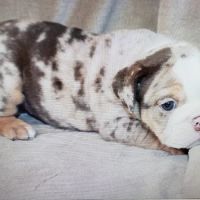 Petables Puppy Boutique ico