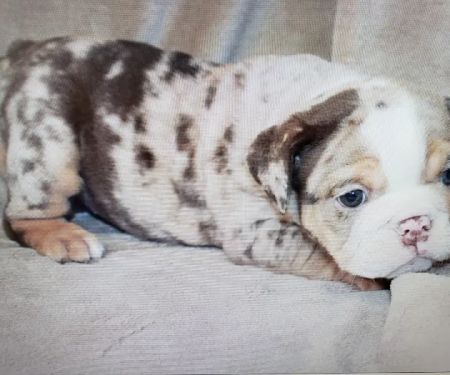 Petables Puppy Boutique