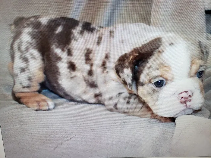Petables Puppy Boutique Picture 6