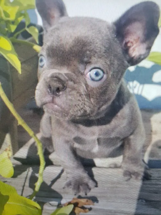 Petables Puppy Boutique Picture 4