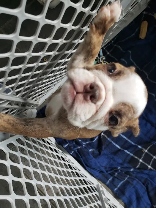 Petables Puppy Boutique Picture 5