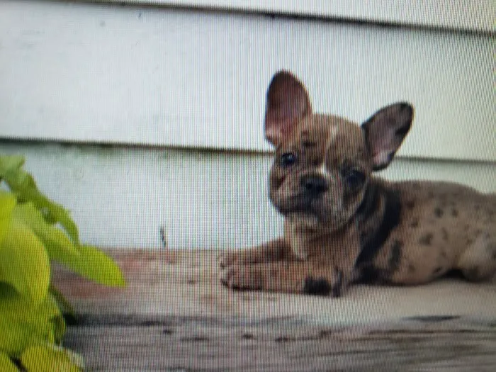 Petables Puppy Boutique Picture 10