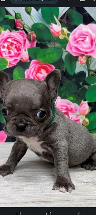 Petables Puppy Boutique Picture 7