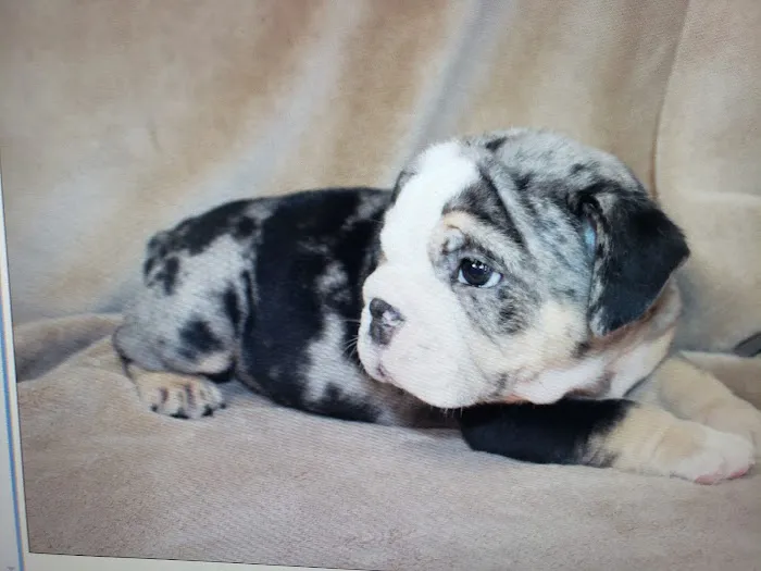 Petables Puppy Boutique Picture 8