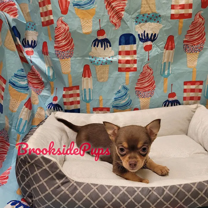 Brookside Pups - Wilksbarre Picture 2