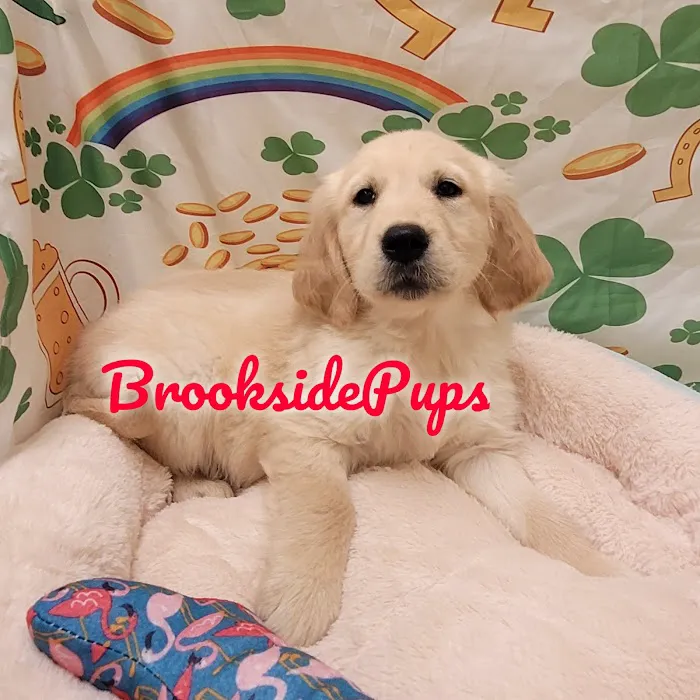 Brookside Pups - Wilksbarre Picture 1