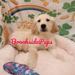 Brookside Pups - Wilksbarre