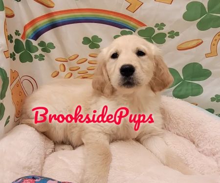 Brookside Pups - Wilksbarre