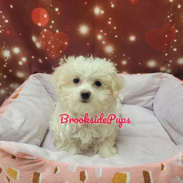 Brookside Pups - Wilksbarre Picture 3