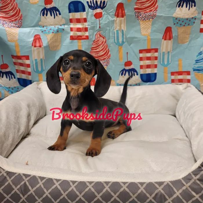 Brookside Pups - Wilksbarre Picture 6