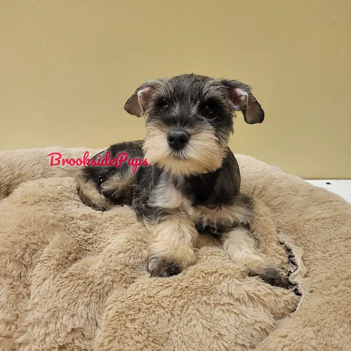 Brookside Pups - Wilksbarre Picture 7