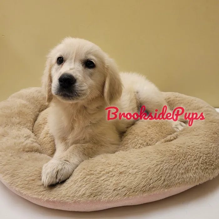 Brookside Pups - Wilksbarre Picture 5