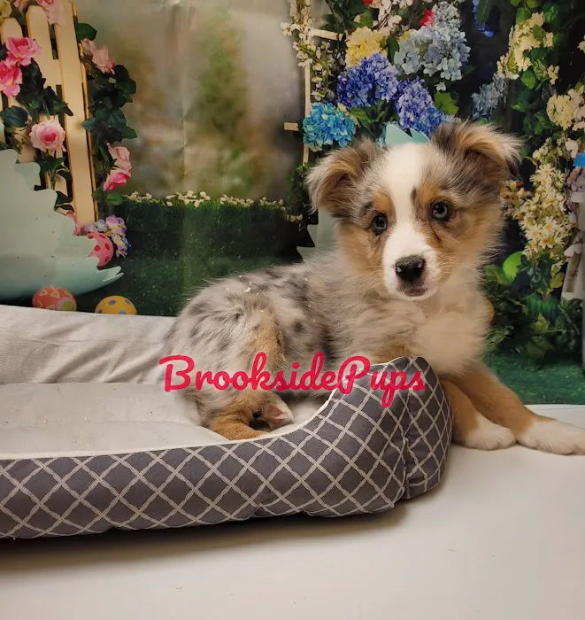 Brookside Pups - Wilksbarre Picture 4