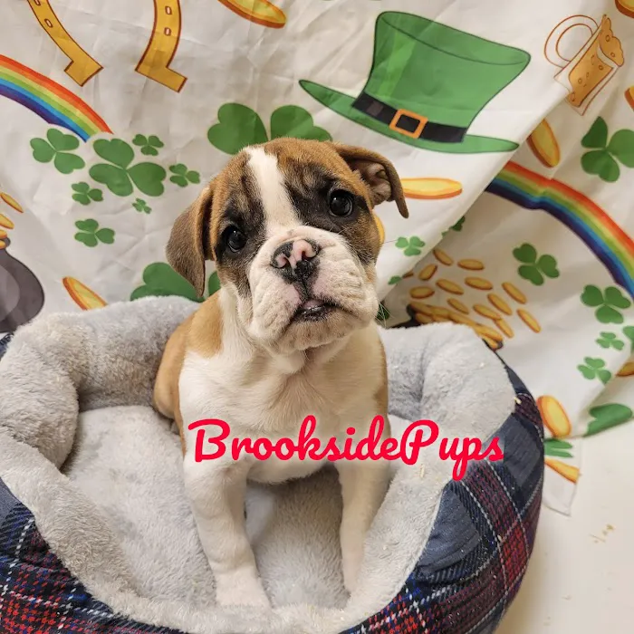 Brookside Pups - Wilksbarre Picture 10