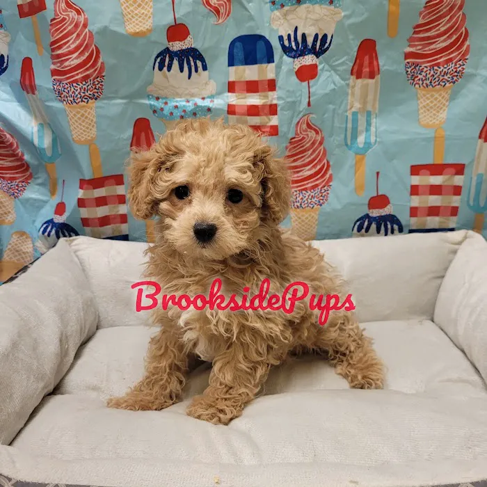 Brookside Pups - Wilksbarre Picture 9
