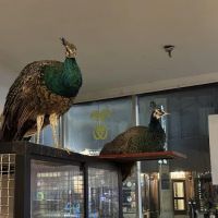 CDE Exotics and CDE Rescue ico