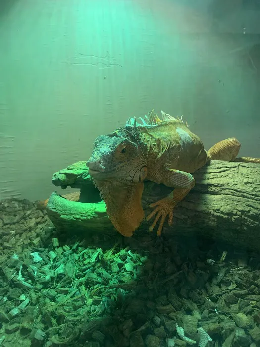 CDE Exotics and CDE Rescue Picture 2