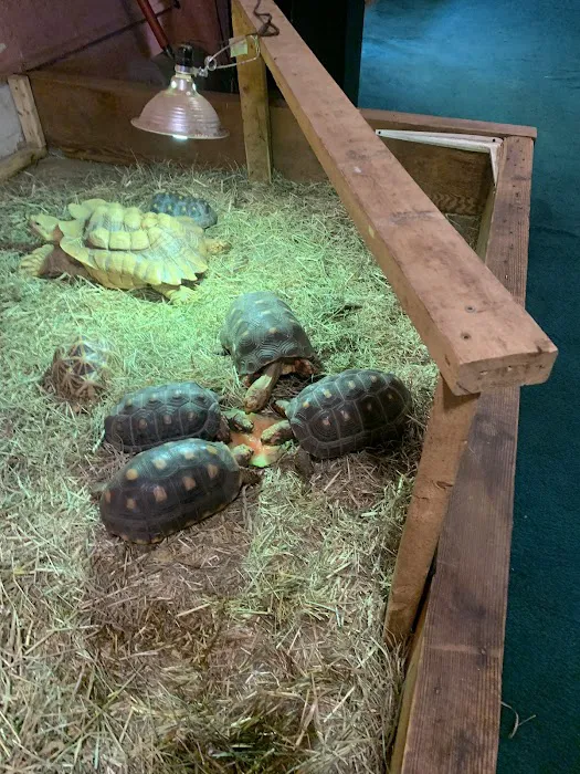 CDE Exotics and CDE Rescue Picture 6