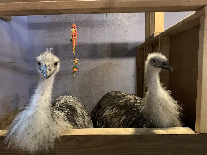 CDE Exotics and CDE Rescue Picture 4