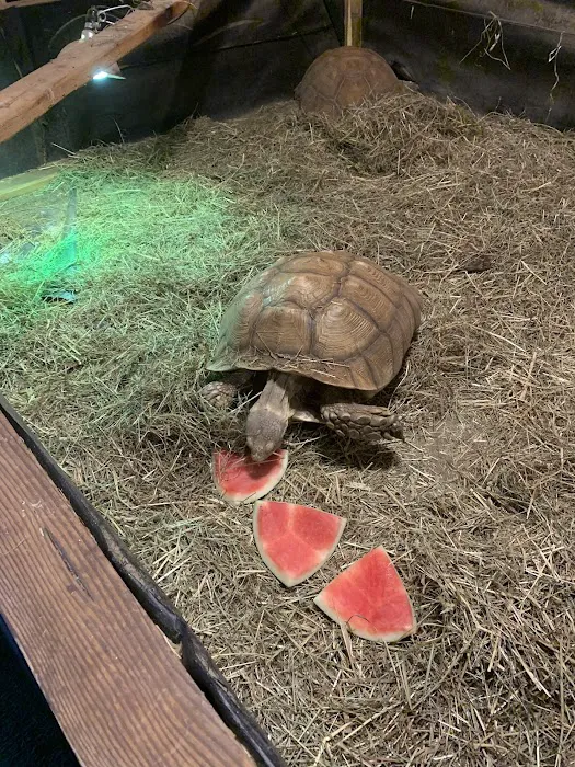 CDE Exotics and CDE Rescue Picture 5