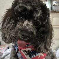 White Clay Creek Veterinary Hospital ico
