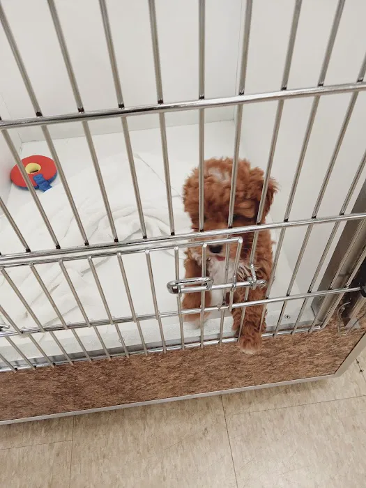 Puppies & More Picture 4