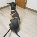 Red Lion Veterinary Hospital
