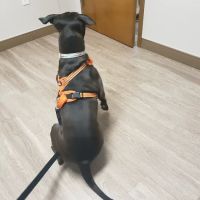Red Lion Veterinary Hospital ico