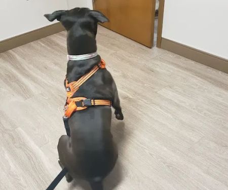 Red Lion Veterinary Hospital