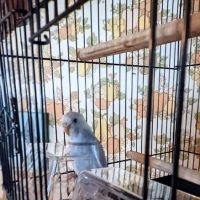 Petco ico