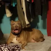 Valley Dog ico